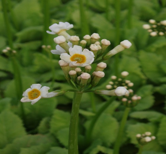 troosten Ondergeschikt Relatieve grootte Primula japonica 'Alba' - Etageprimula - Hennecke Stauder